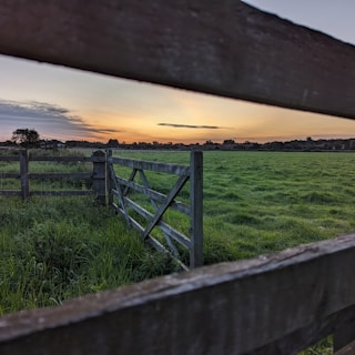 A rustic wooden gate leading into a lush pasture with Nelore Pintado cattle grazing under a deep red sunset.