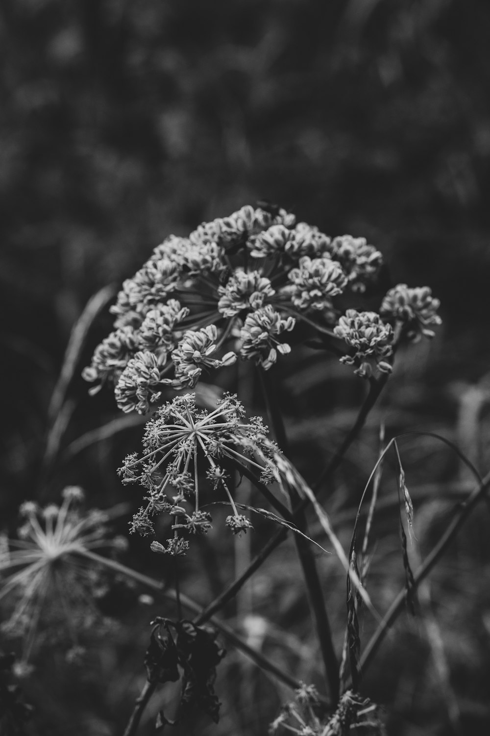 a black and white photo of a flower