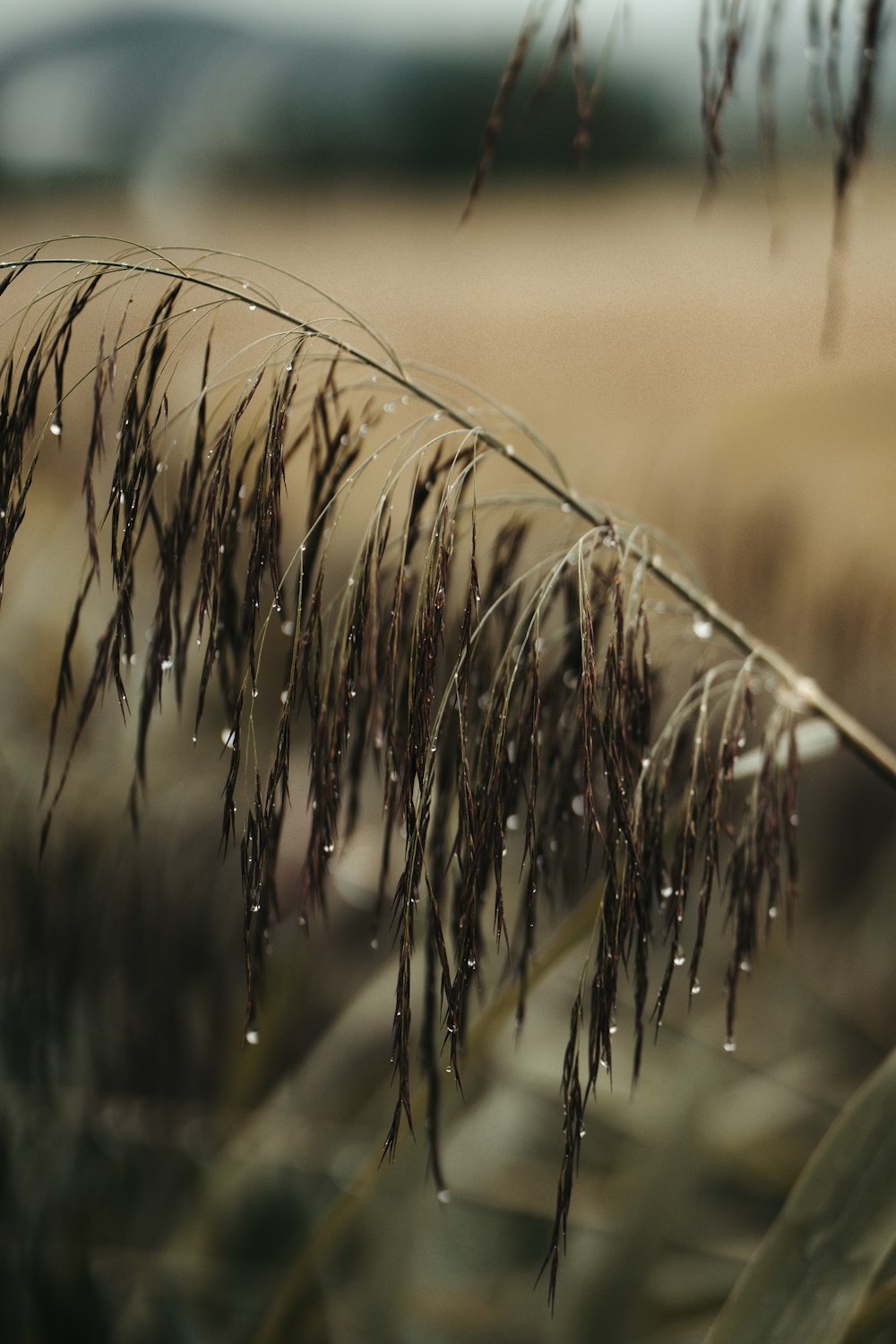 a close up of a plant with drops of water on it