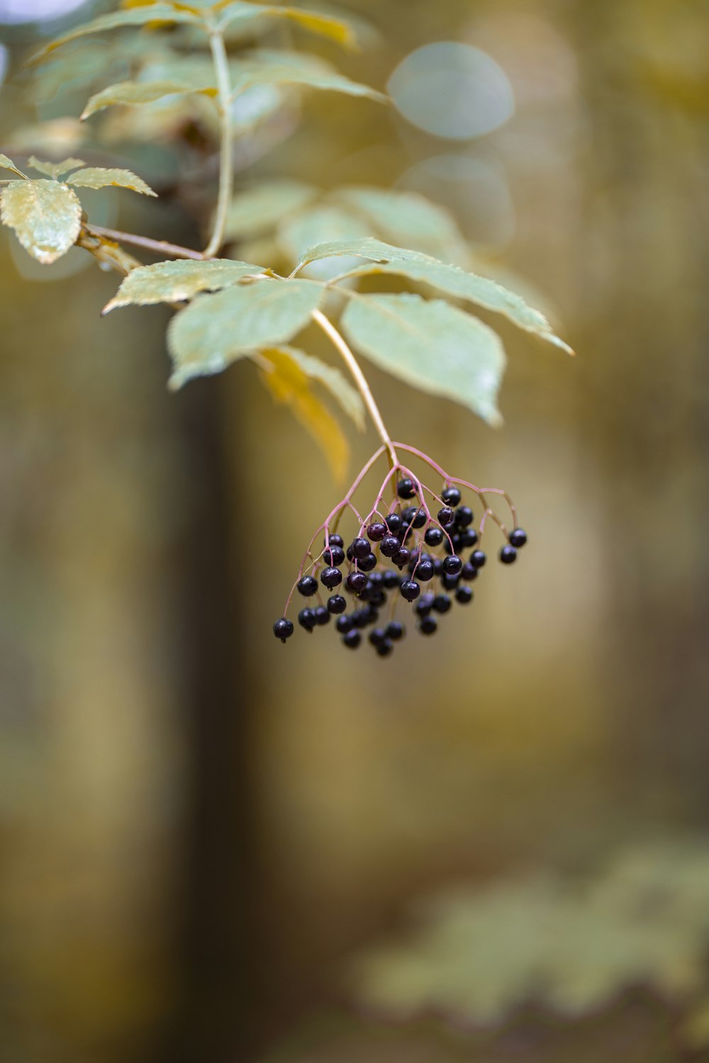 a close up of a plant with berries on it