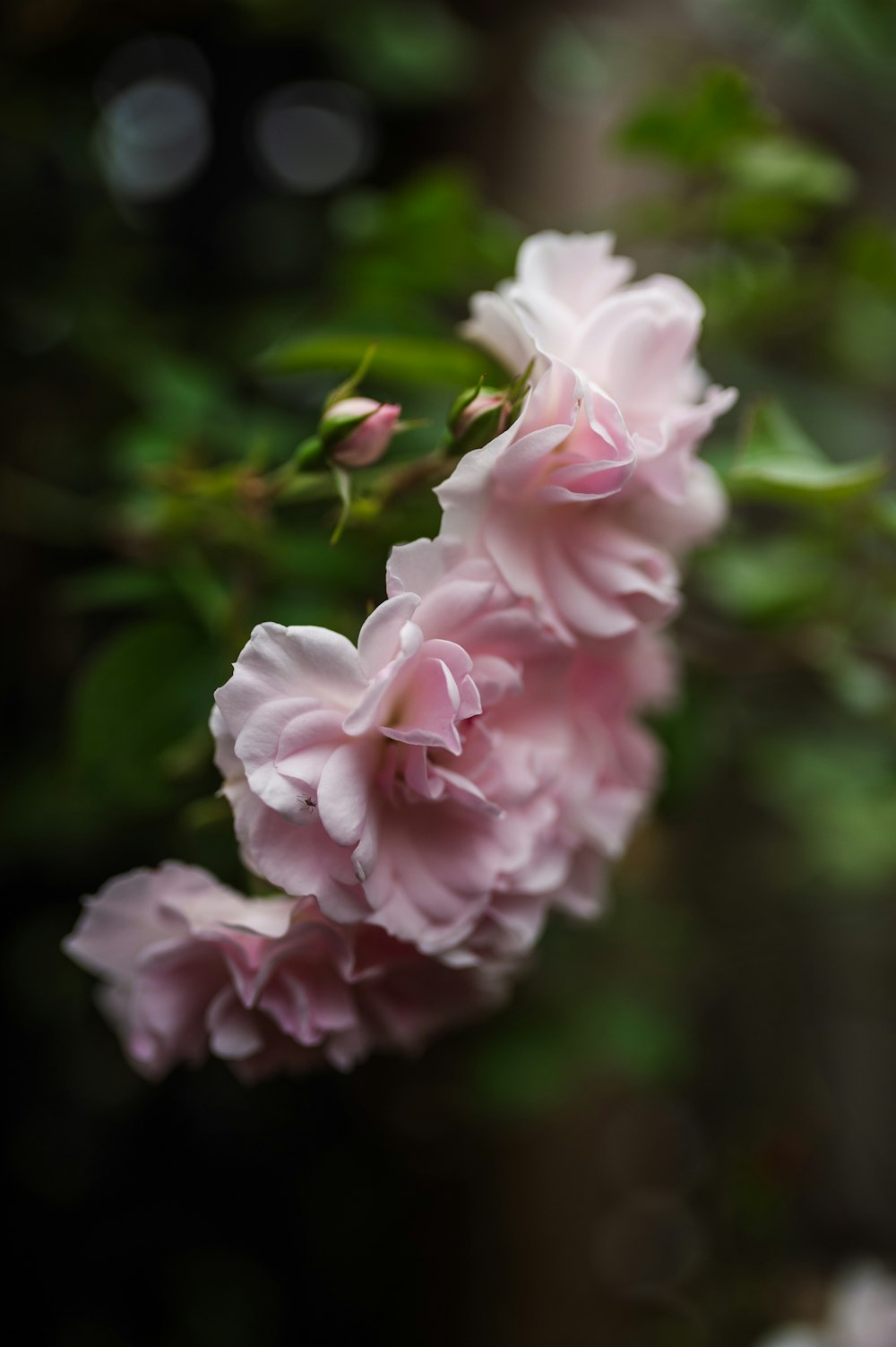 a close up of pink flowers on a tree