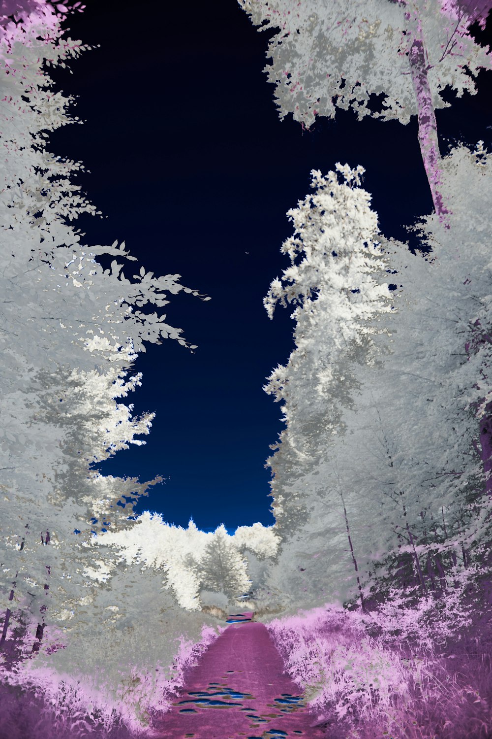 a reflection of trees in a puddle of water