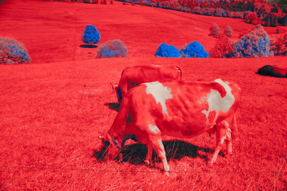 a red and white cow grazing in a field