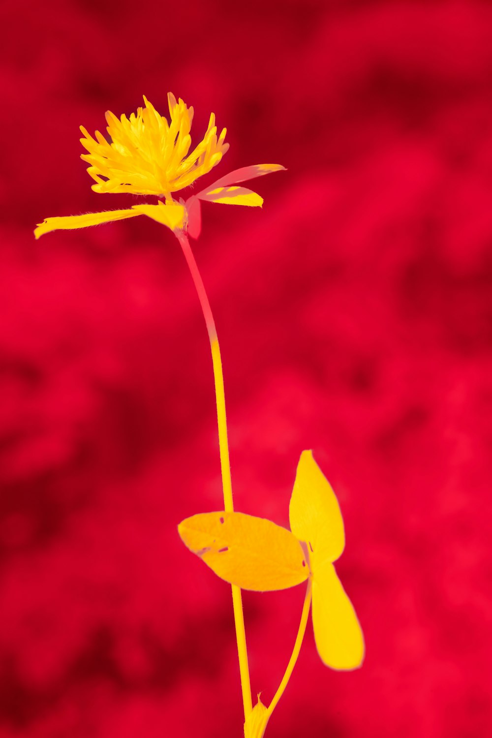 a single yellow flower on a red background