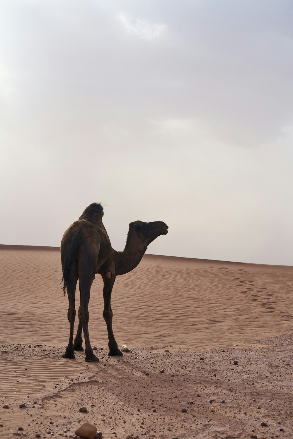 a camel standing in the middle of a desert