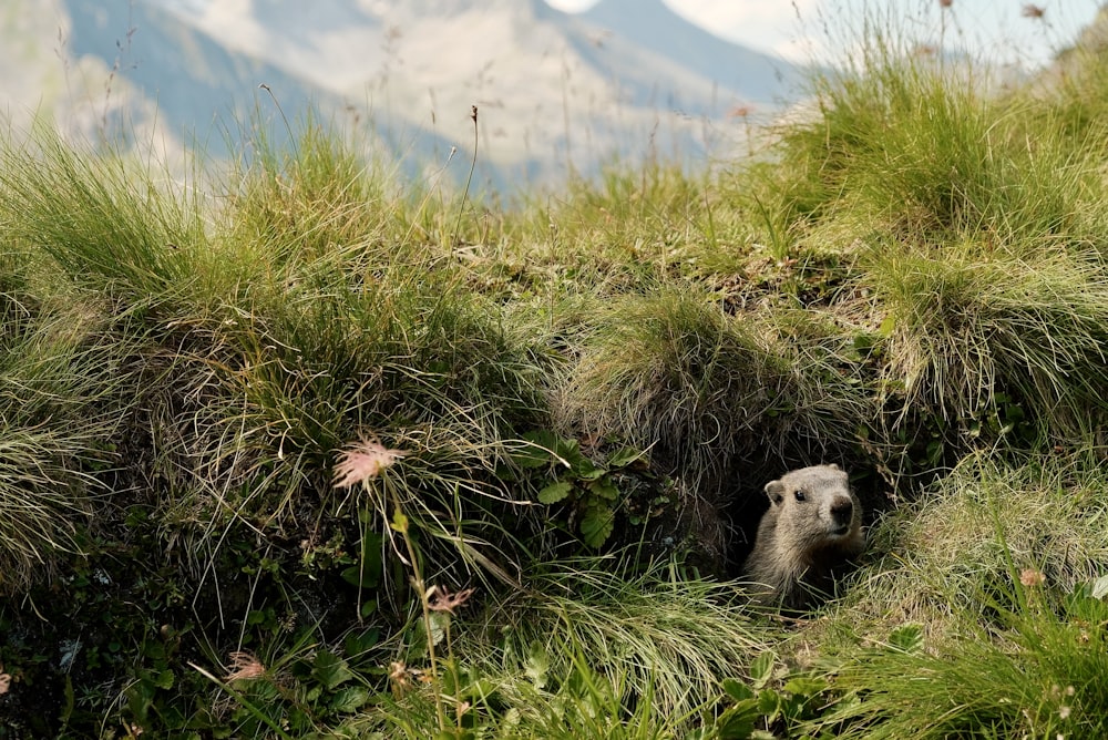 a small animal is poking out of the grass