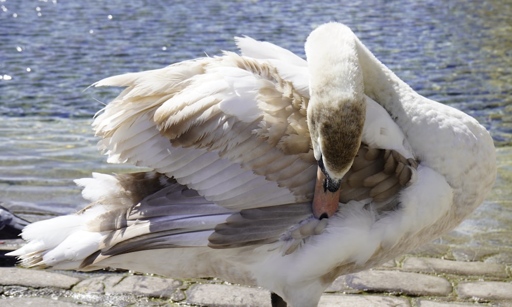 a white and brown bird with it's wings spread