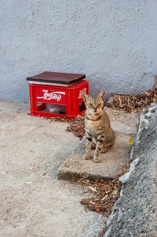 A tabby cat sits on a weathered stone ledge next to a red Coca-Cola crate. Dry leaves are scattered around on the concrete, and the background features a rough-textured, light blue wall.