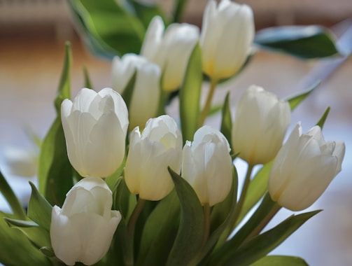 Close-up of delicate tulips and daisies intertwined with fresh greenery, bathed in natural sunlight.