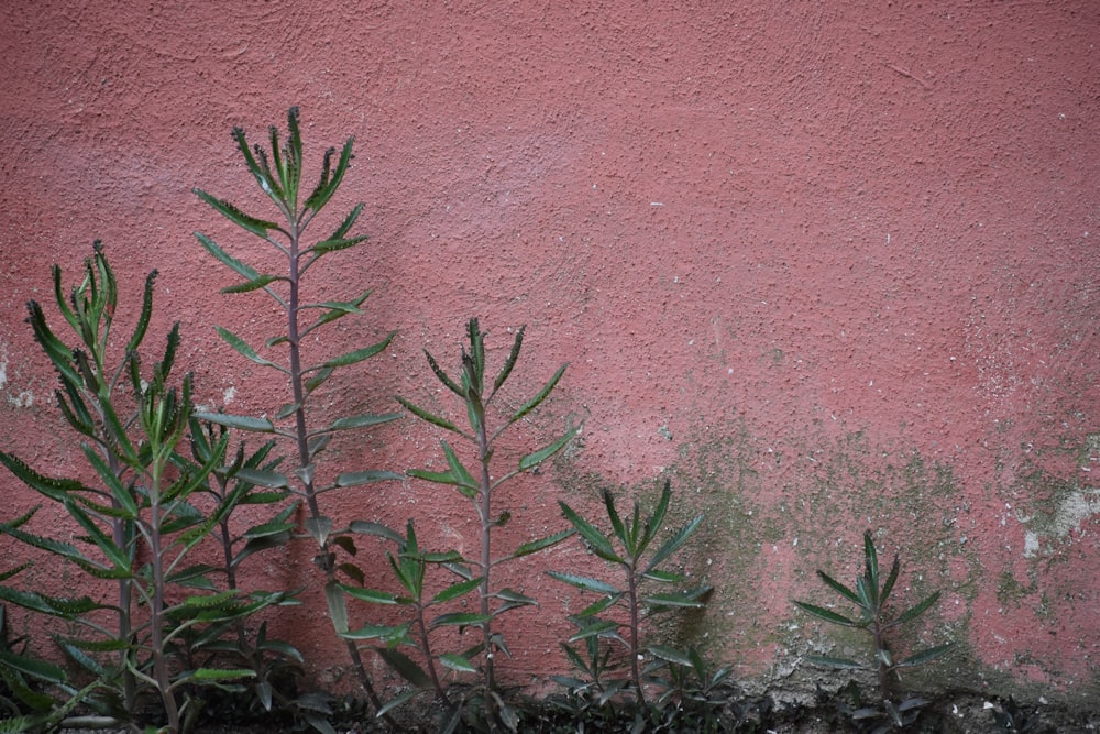 a red wall with a plant growing out of it