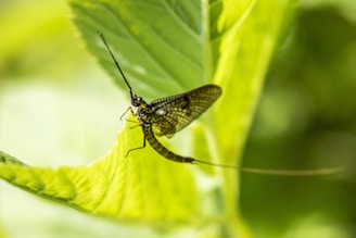 Close-up of a tiny fae with translucent wings perched on a dew-kissed leaf.