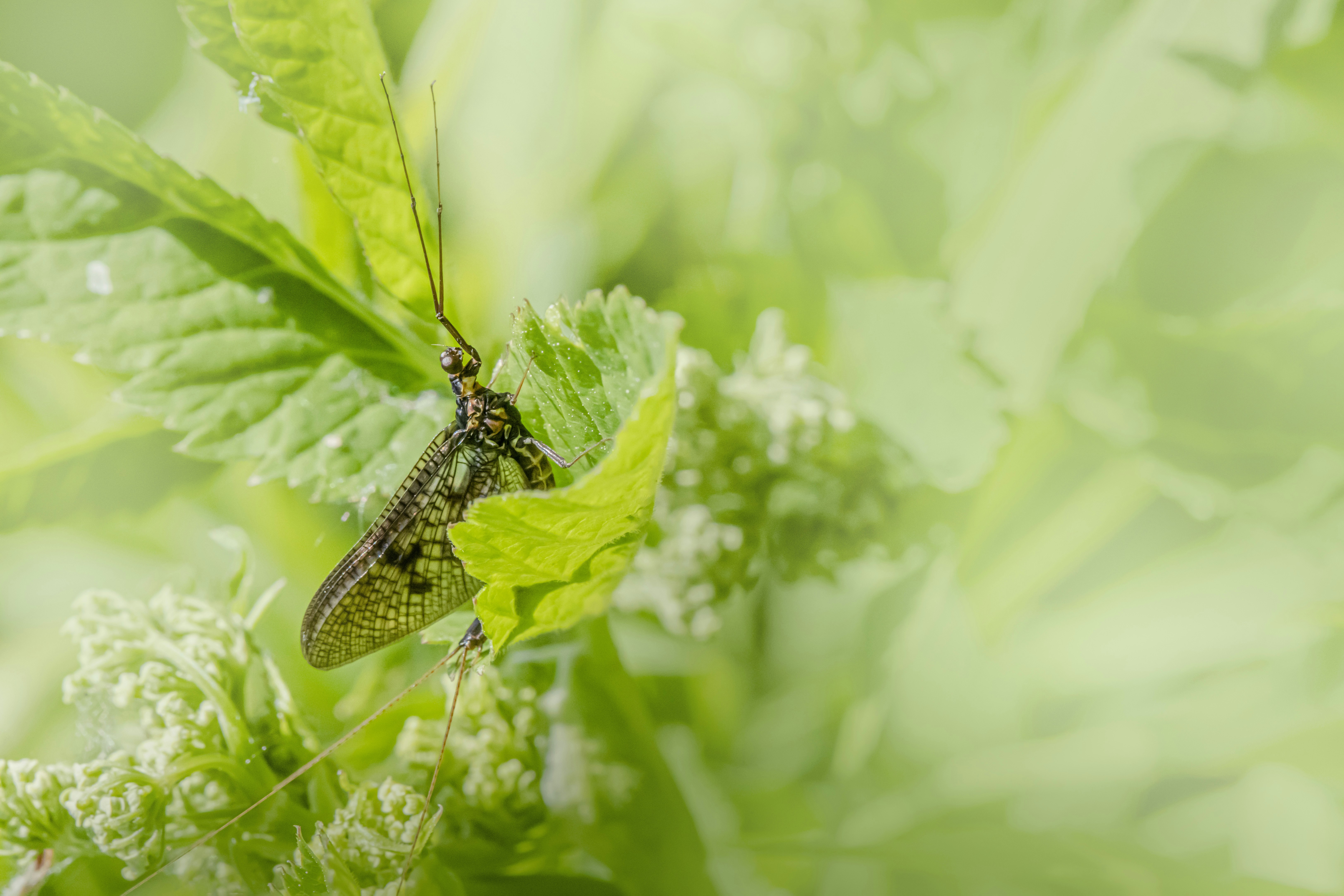 A bug sitting on top of a green leaf photo – Free Animal Image on Unsplash
