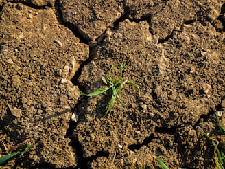 A lone green plant struggles to grow through a field of dry, cracked earth. The soil is brown and has multiple fissures, indicating arid conditions.