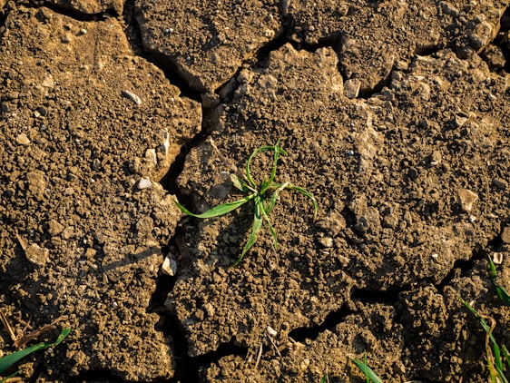 A lone green plant struggles to grow through a field of dry, cracked earth. The soil is brown and has multiple fissures, indicating arid conditions.