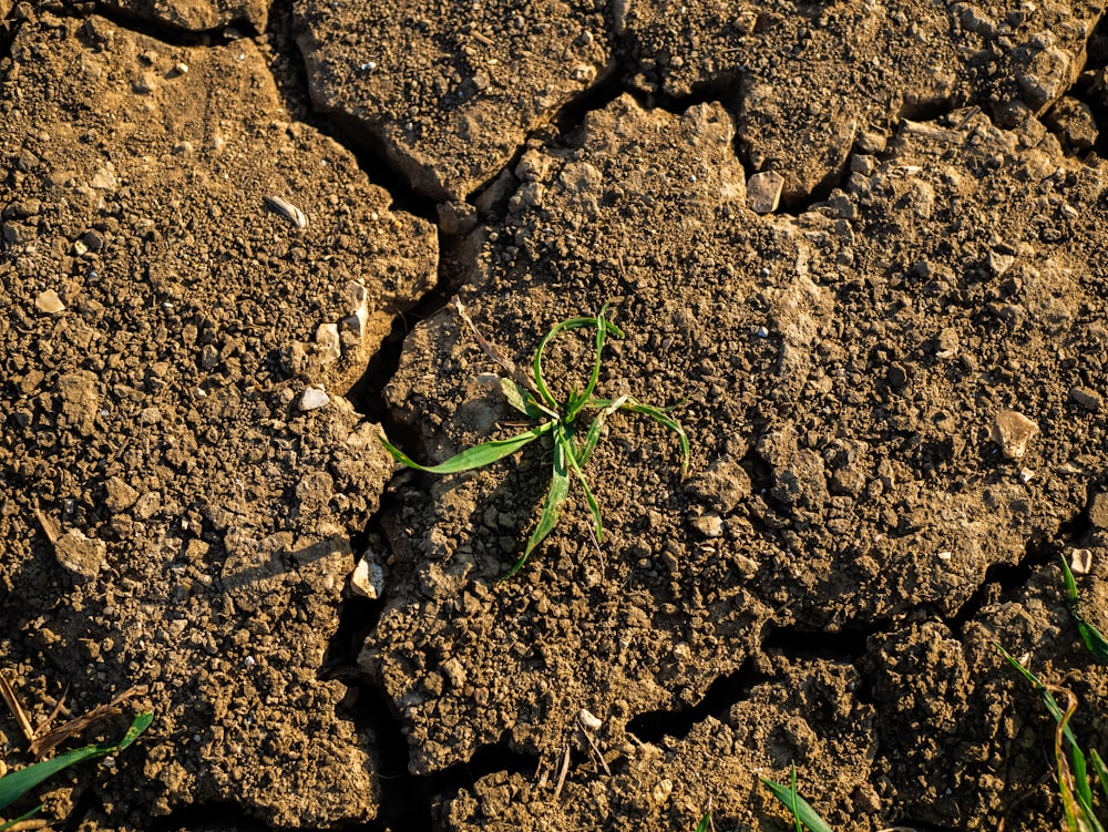 a plant sprouts from the ground in the dirt