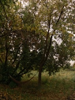 Inviting hammock tied between two trees with tropical foliage in the background