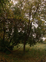 A peaceful backyard scene with a hammock swaying gently between two trees.