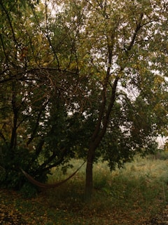 An inviting outdoor scene with a hammock strung between two trees.