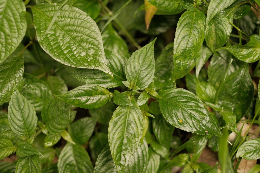 a close up of a plant with green leaves