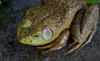 A close-up view of a frog sitting on a wet stone surface. The frog's skin is mottled with shades of green and brown, and it appears to be camouflaged against its surroundings. Its eyes are large, bulging, and prominently visible.