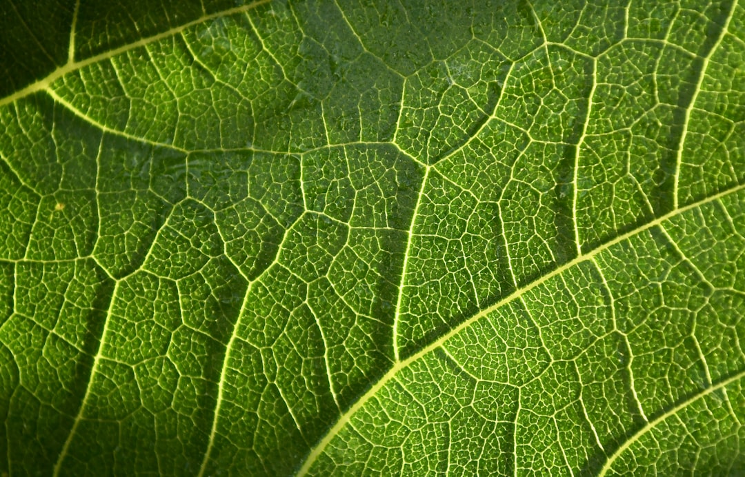 a close up view of a green leaf