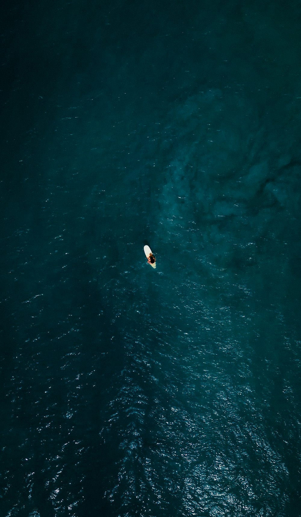 a lone bird floating in the middle of a body of water