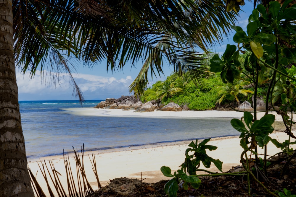 a beach with a palm tree and a white sand beach