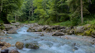 A serene nature scene with a flowing river and lush greenery.