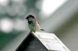 A small bird with brown and grey plumage is perched on the peak of a wooden birdhouse. It appears to be holding a green caterpillar or insect in its beak. The background is softly blurred with shades of green and white, suggesting foliage or trees.