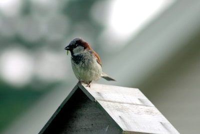 A small bird with brown and grey plumage is perched on the peak of a wooden birdhouse. It appears to be holding a green caterpillar or insect in its beak. The background is softly blurred with shades of green and white, suggesting foliage or trees.