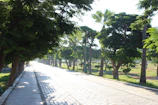 Sunlit pathway lined with trees within the gated township.
