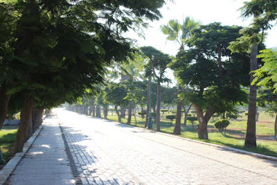 Sunlit pathway lined with trees within the gated township.