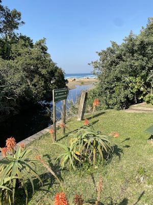 Lush greenery with aloe plants and orange flowers are in the foreground, leading to a clear stream that flows towards a sandy beach with waves in the distance. Tall trees frame the scene, creating a sense of a secluded natural area. A small sign is visible near the stream, indicating a nature conservation area.
