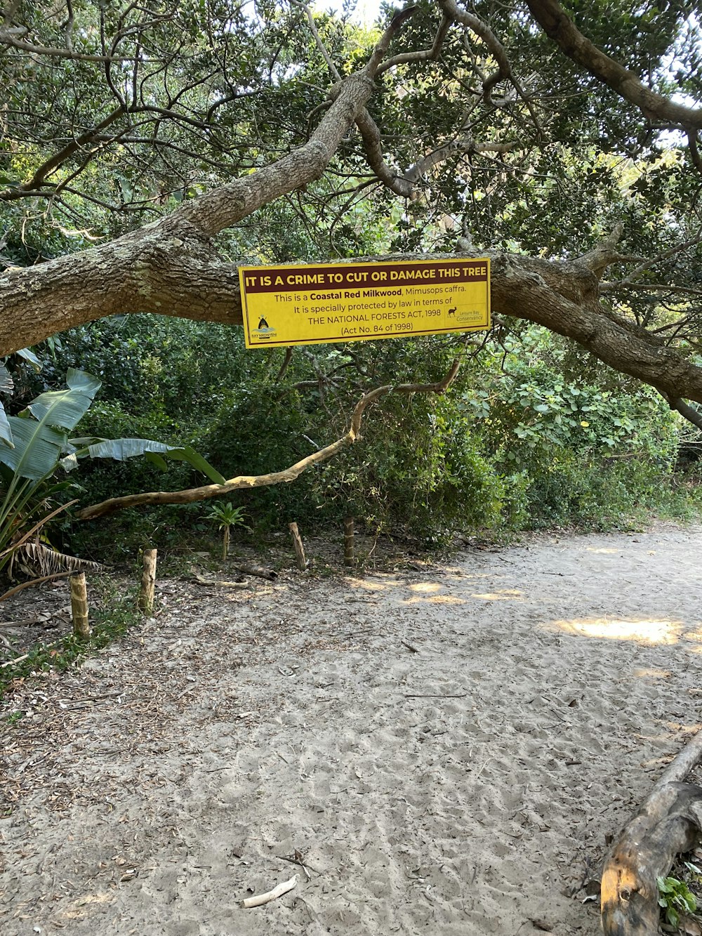 a yellow sign hanging from a tree over a dirt road