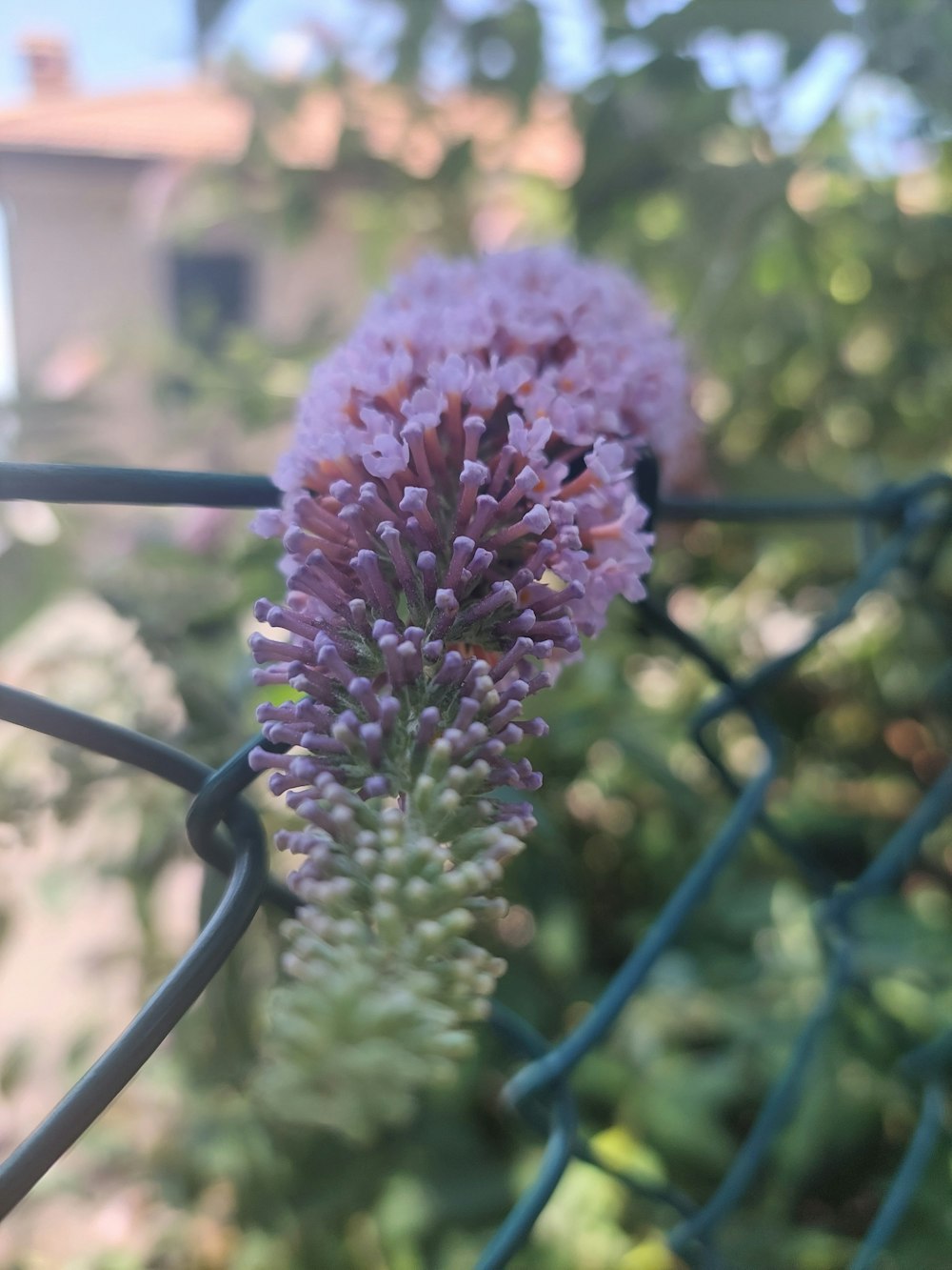 a close up of a purple flower on a fence
