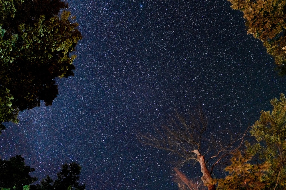 the night sky is filled with stars and trees