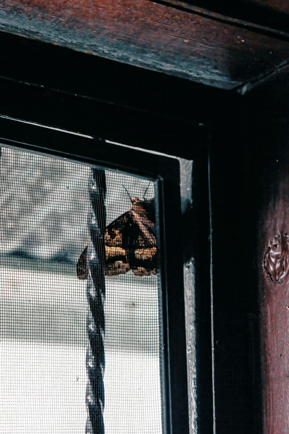 窓枠に座っている蛾