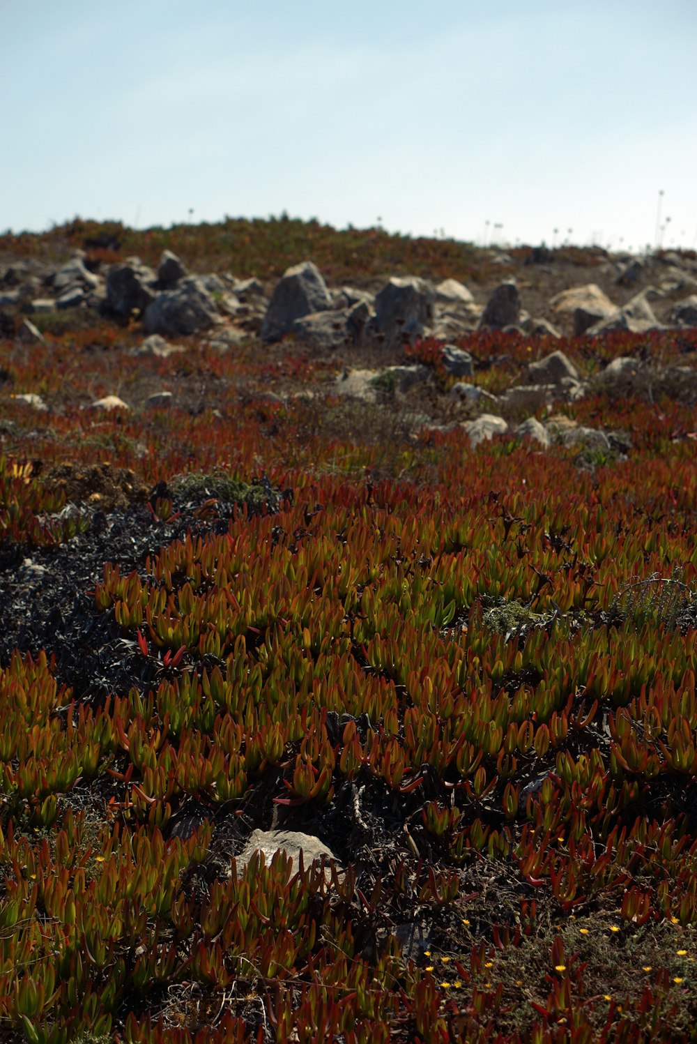 a small patch of grass with rocks in the background