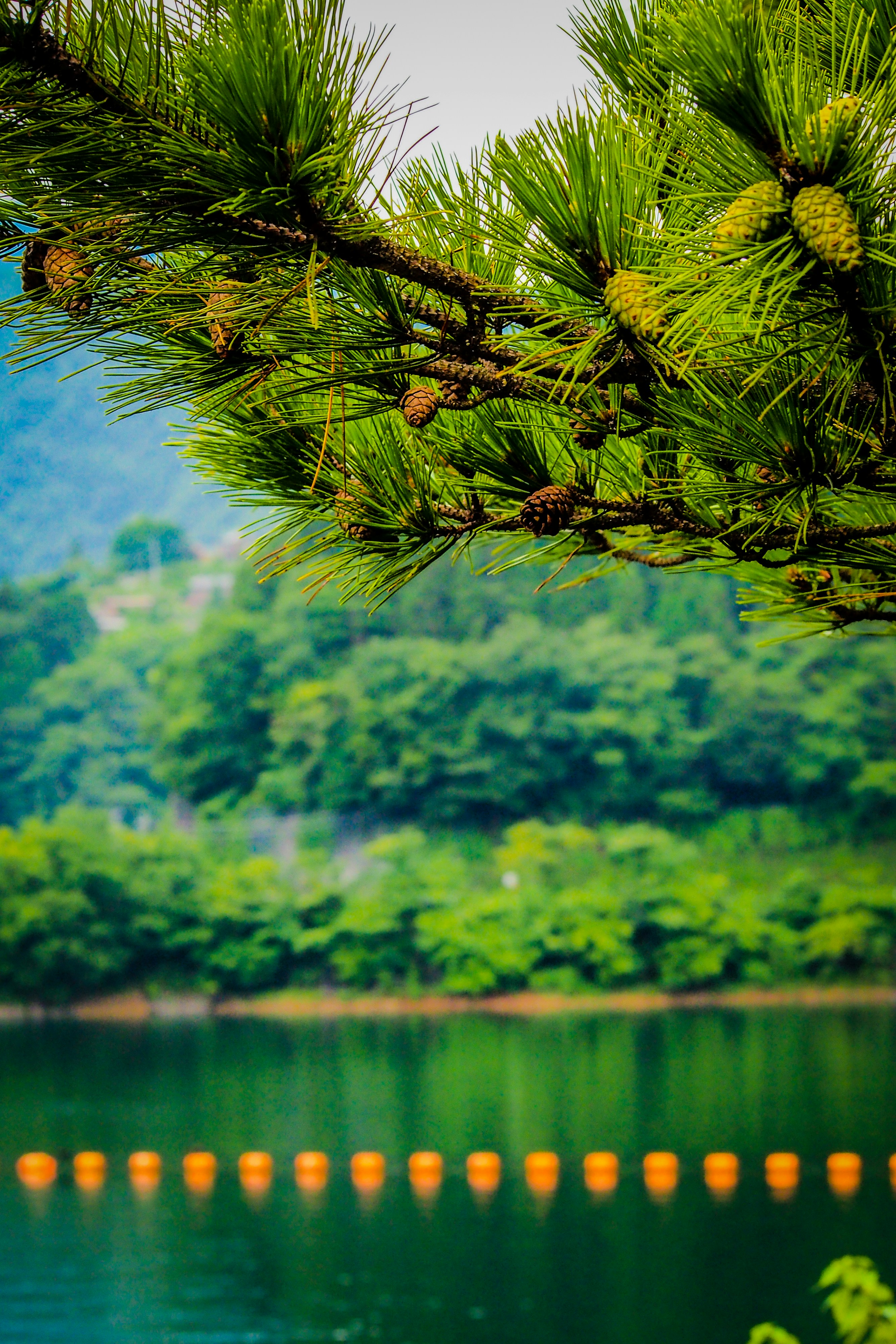 a bird perched on top of a pine tree next to a lake