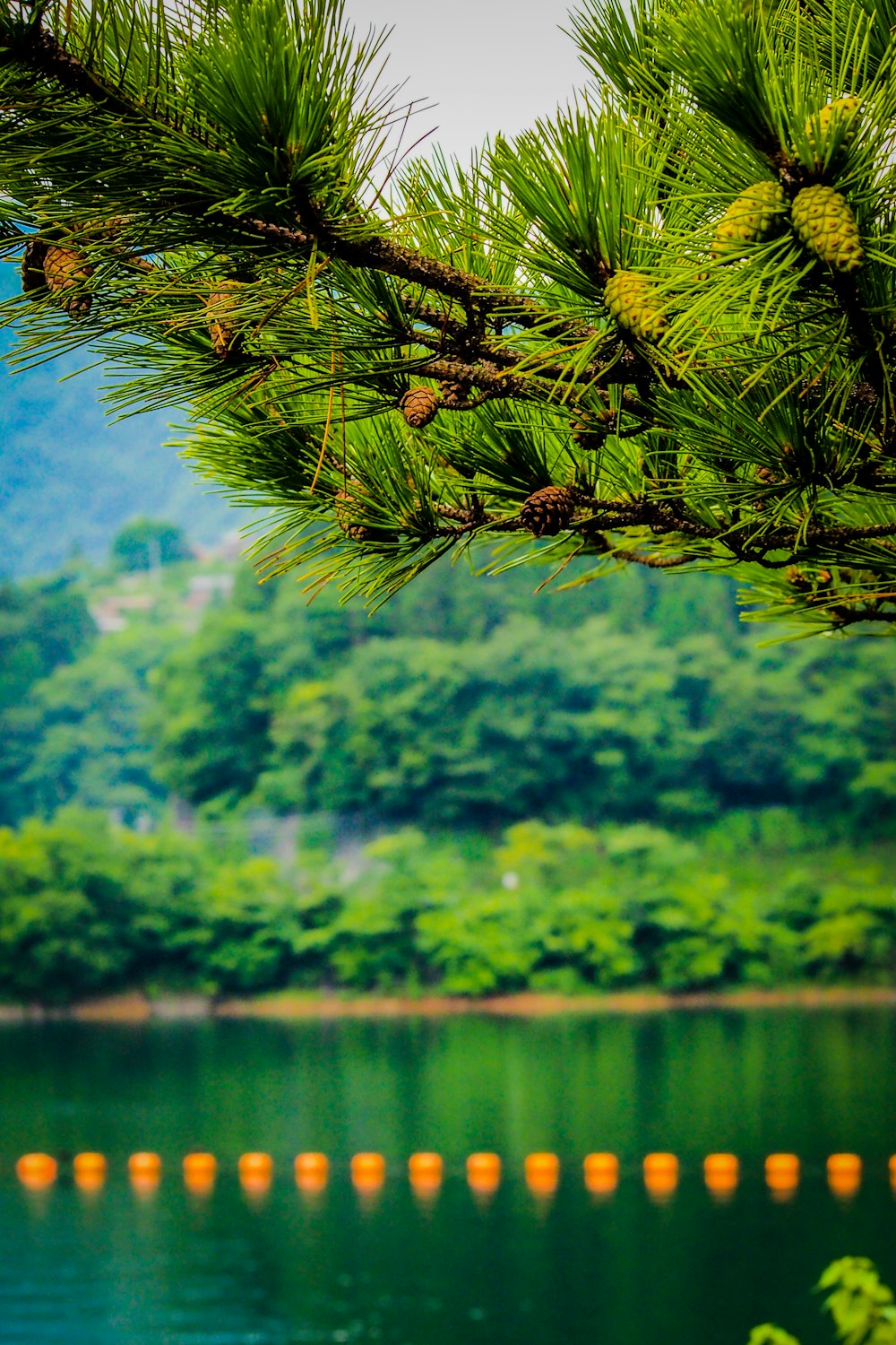 a bird perched on top of a pine tree next to a lake