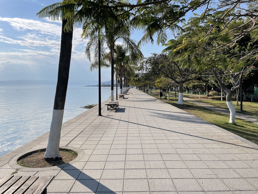 a sidewalk with benches and palm trees along the water