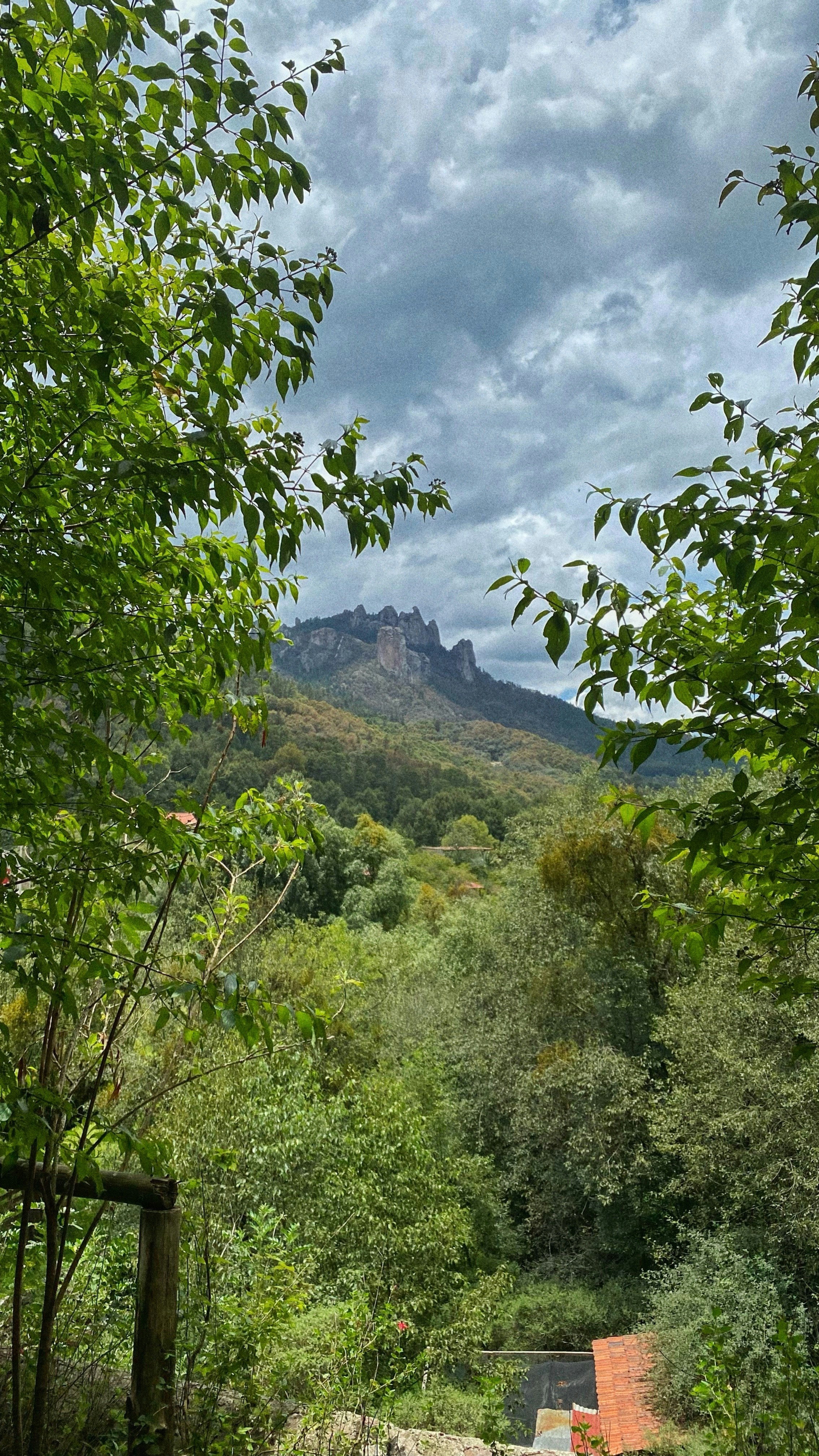 Eine Bank inmitten eines üppig grünen Waldes