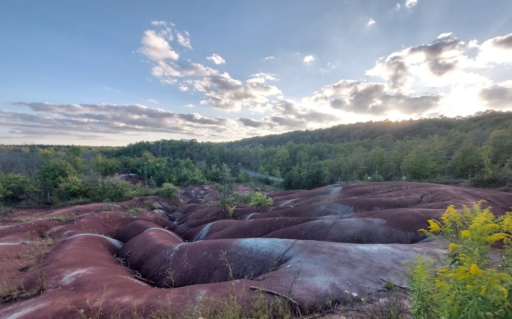 a large group of rocks sitting in the middle of a forest