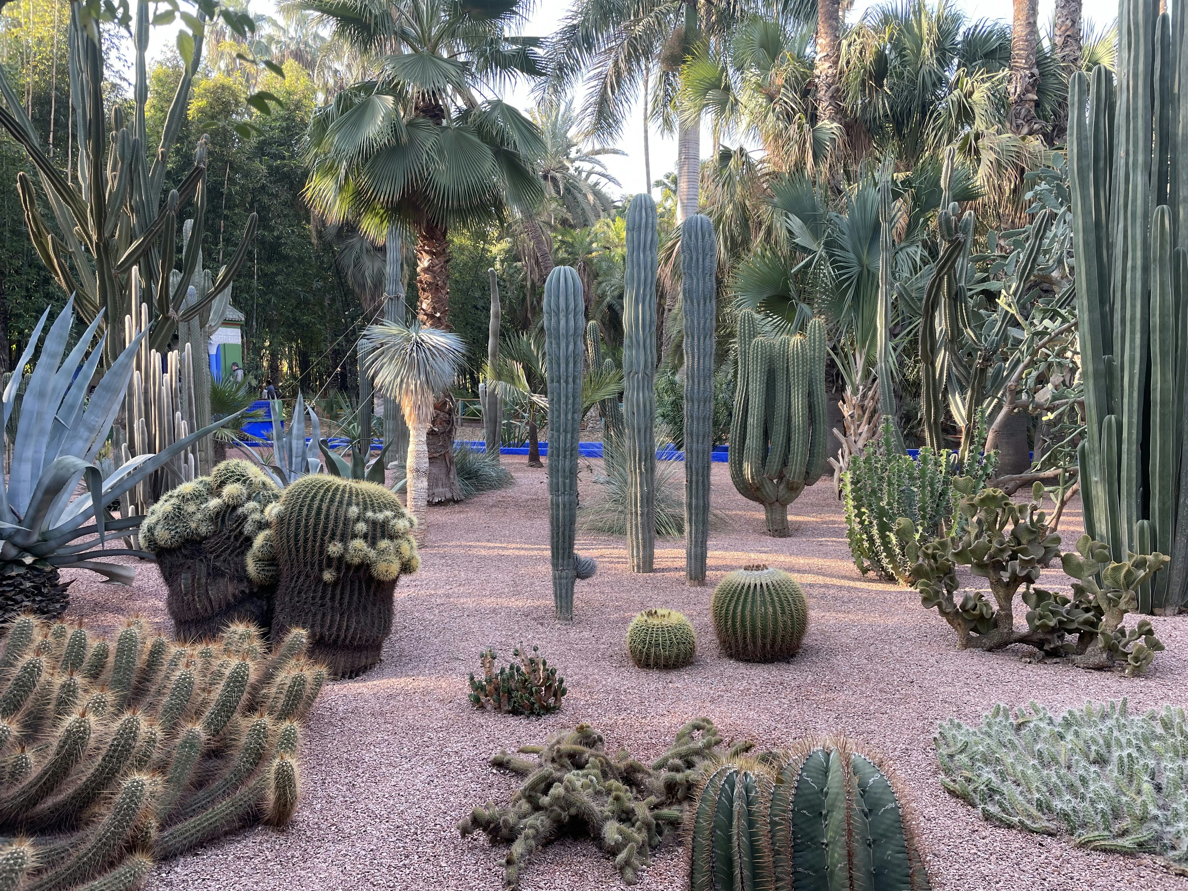 A garden filled with lots of different types of cactus