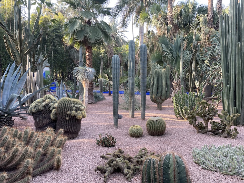 a garden filled with lots of different types of cactus