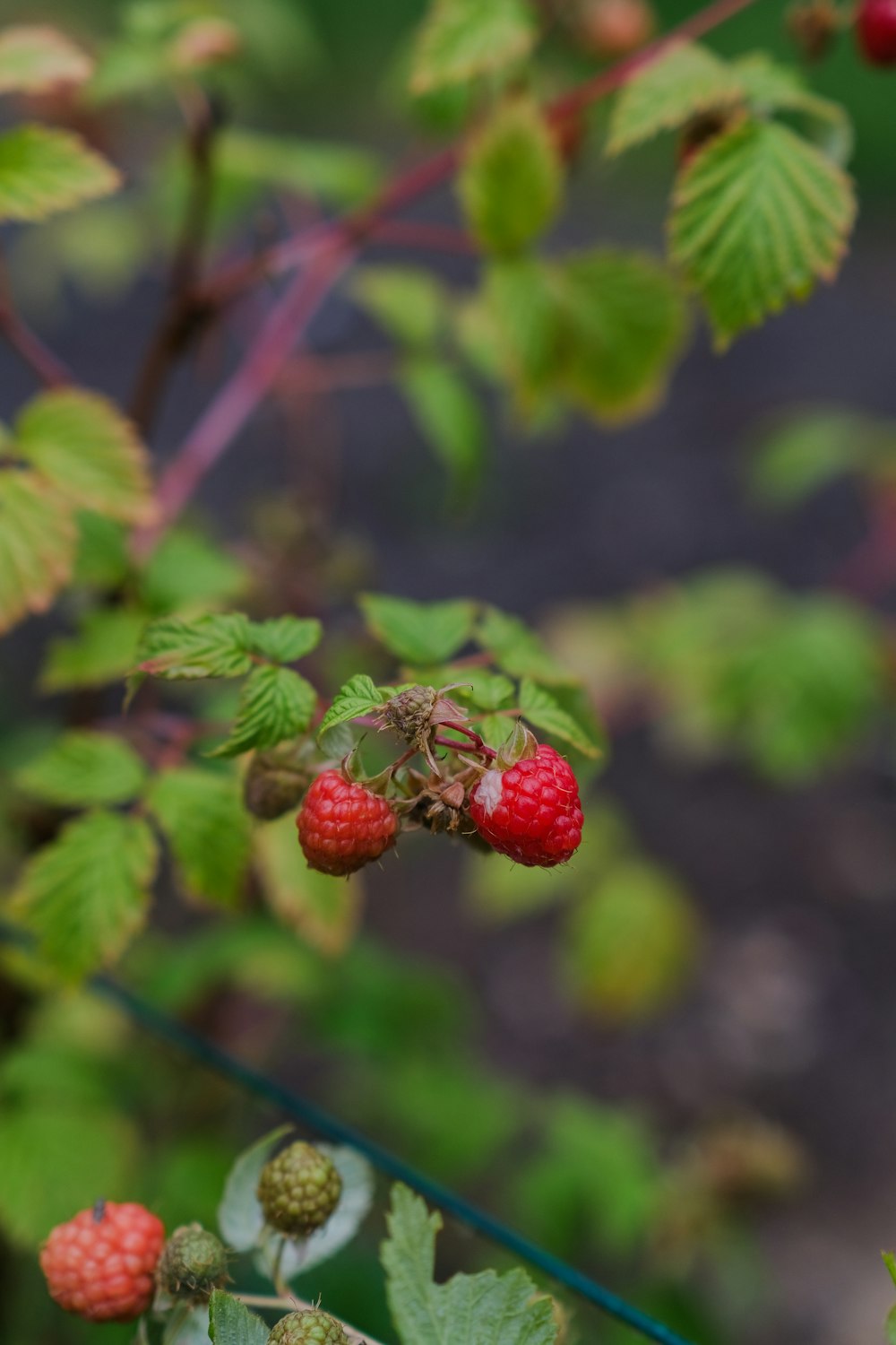 raspberries growing on a bush in a garden