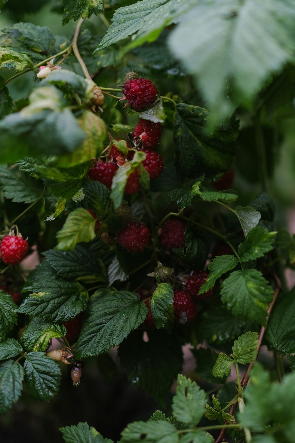 raspberries growing on a bush with green leaves