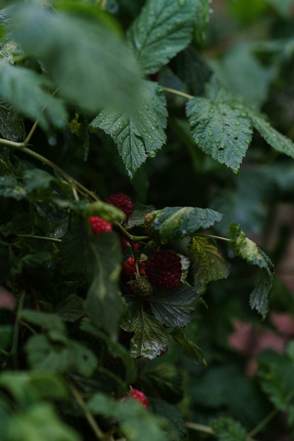 a close up of a bush with berries on it