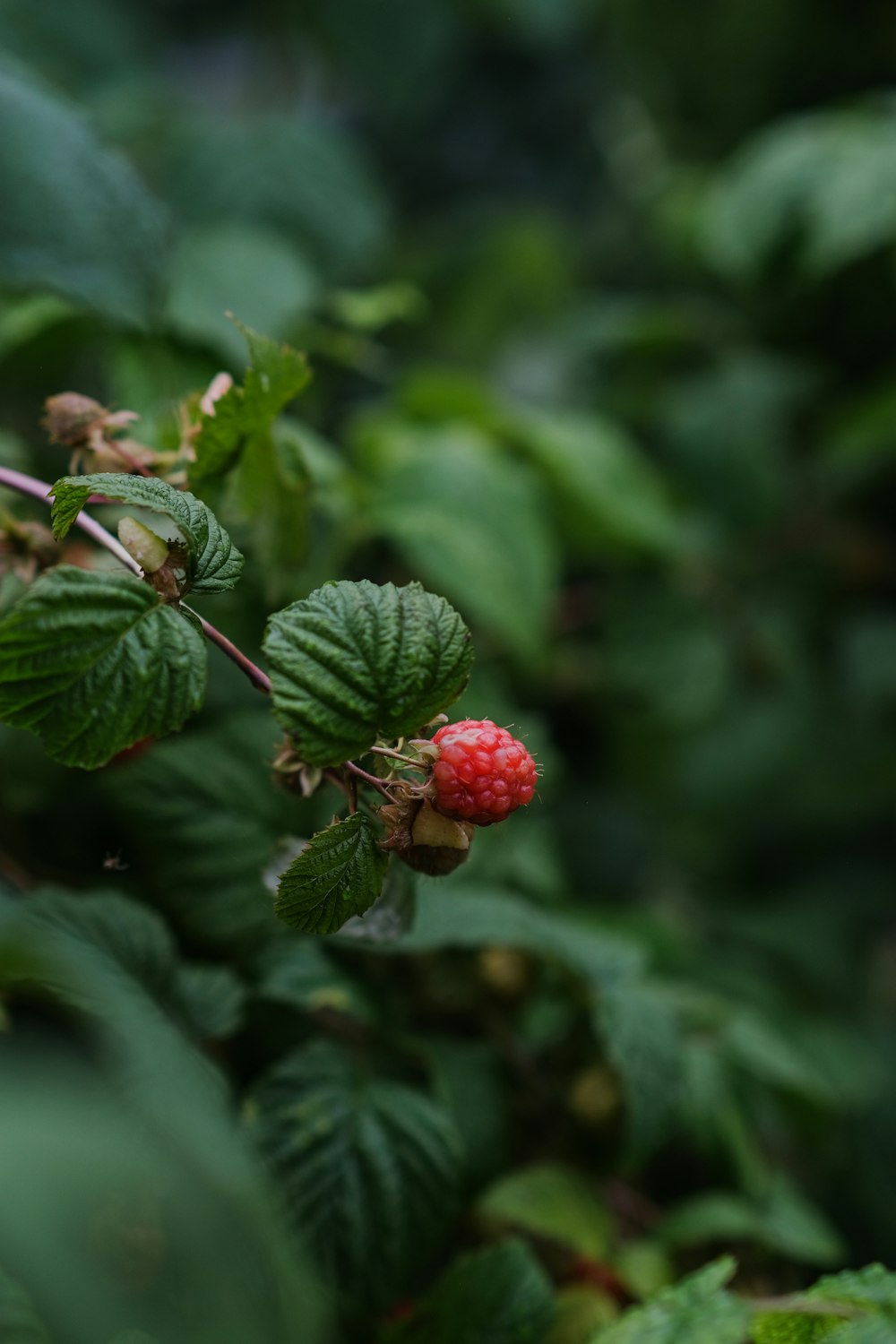 a small red berry sitting on top of green leaves