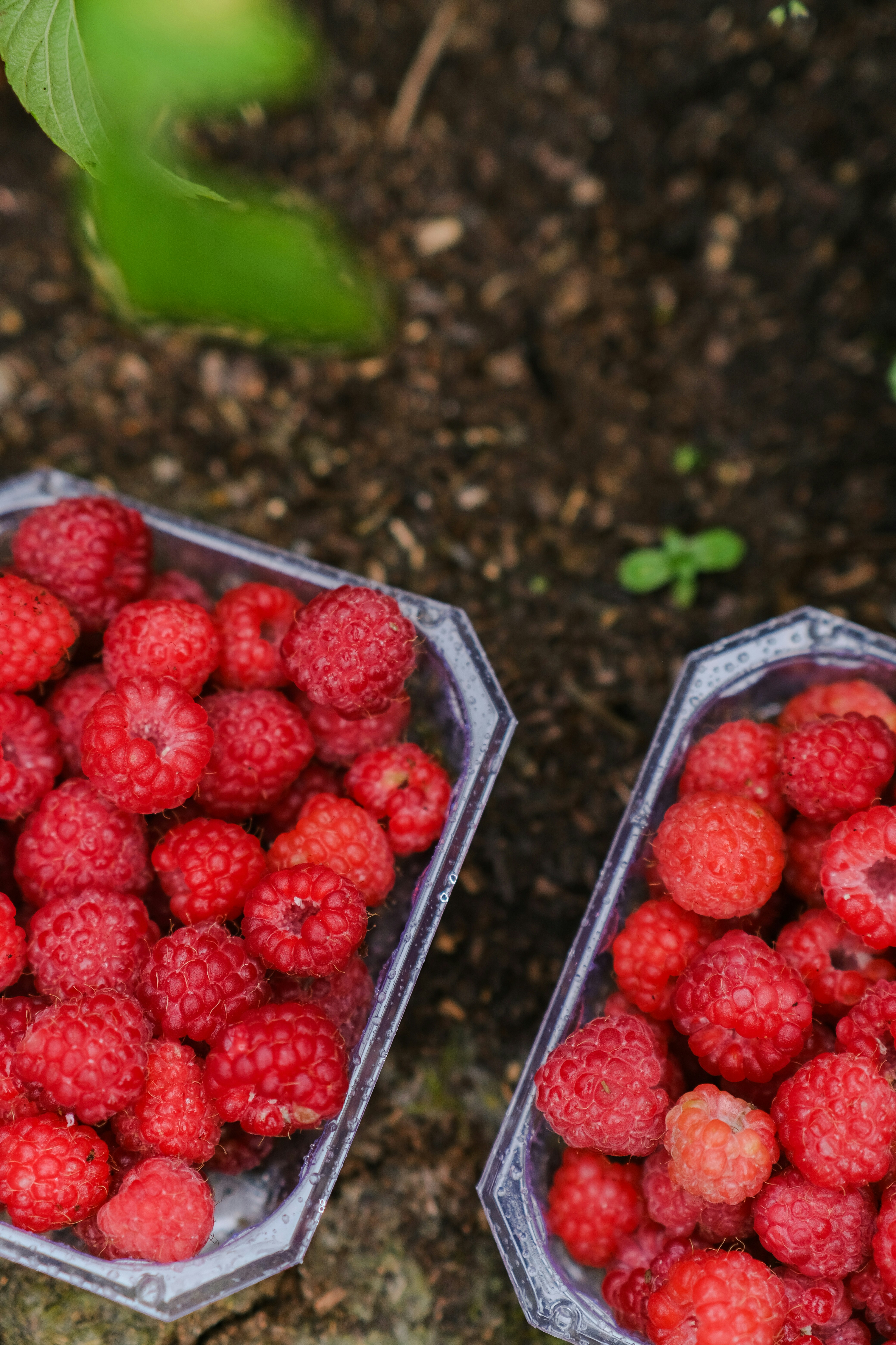 two plastic containers filled with raspberries on the ground